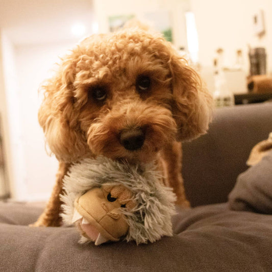 Yeti 2-in-1 Fetch Ball Eco Dog Toy