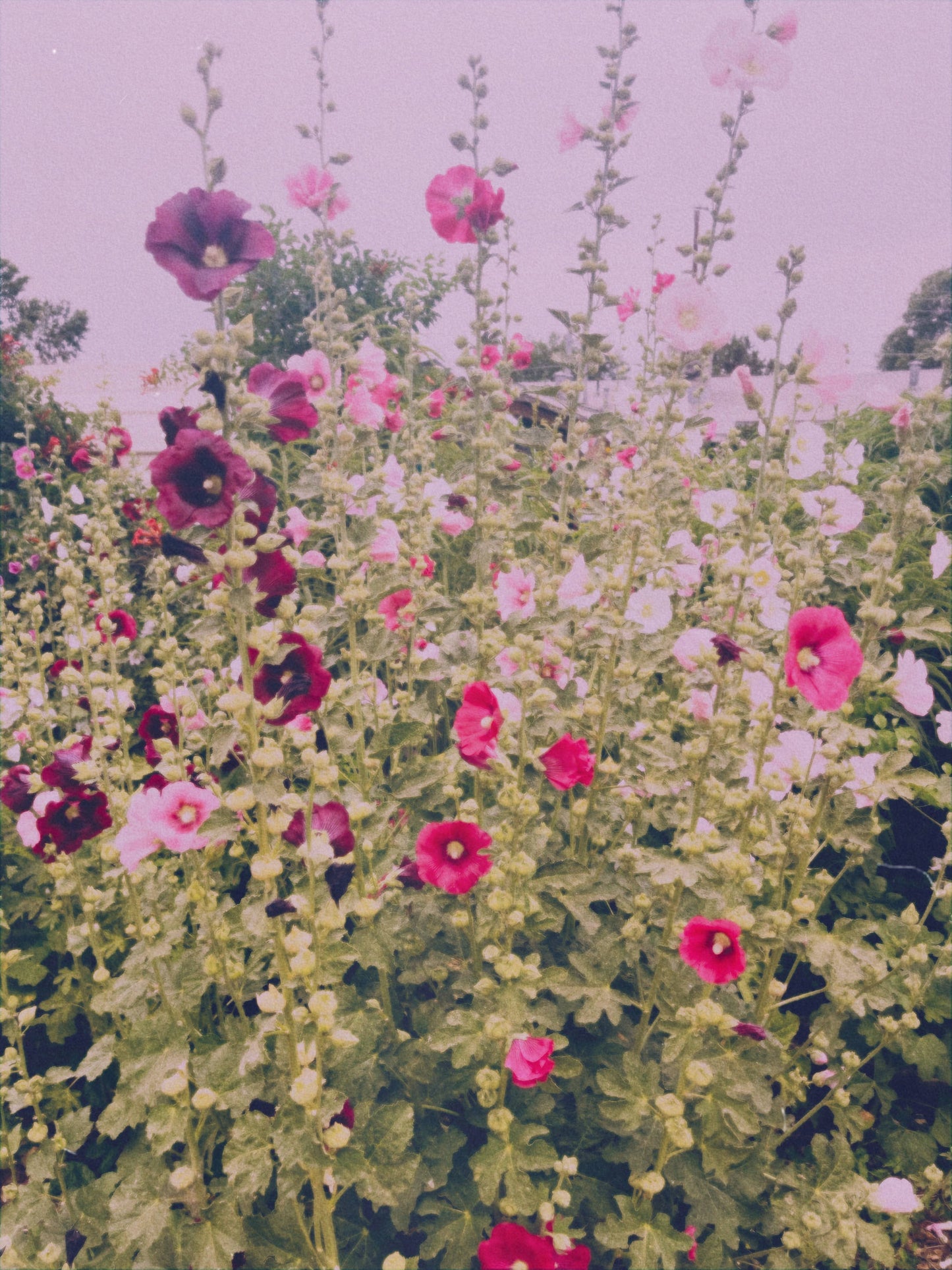 Hollyhock flowers, source:  Mañana Botanicals