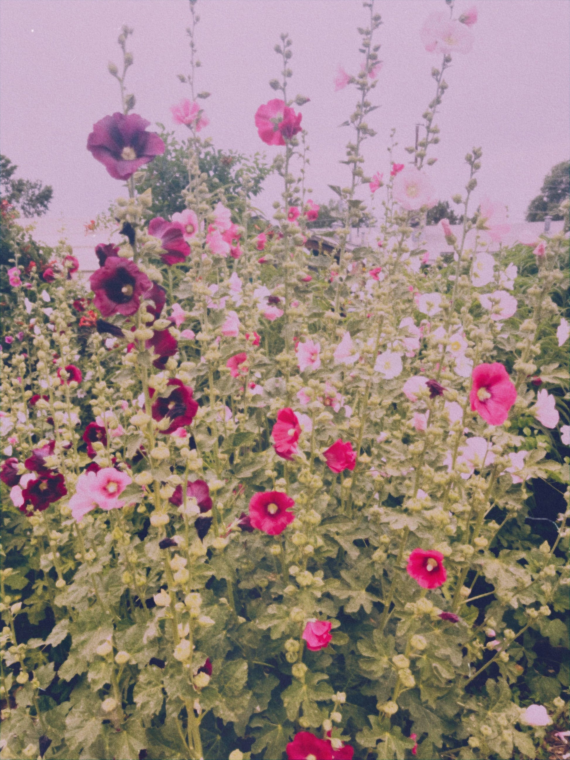 Hollyhock flowers, source:  Mañana Botanicals