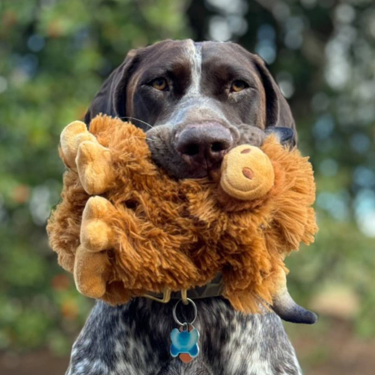 Highland Cow Squeaker Dog Toy
